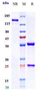 IL23A rHuz IgG4SPk mAb (Ref: Mirikizumab)