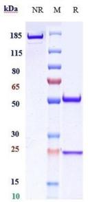 Anti-human CD20 (Ripertamab Biosimilar)