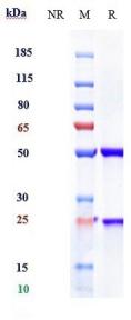 IL23A rHuz IgG1k mAb (Ref: Risankizumab)