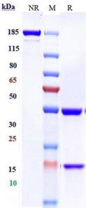 Anti-human CXCR4/CD184 (Ulocuplumab-MMAE Biosimilar)