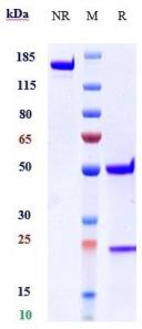 Anti-human IL-1RL1 / ST2 / IL-33R (Astegolimab Biosimilar)