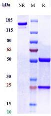 IL1A rHu IgG1k mAb (Ref: Bermekimab)