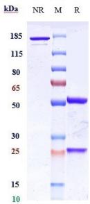 Anti-human PTK7 / CCK4 (Cofetuzumab Biosimilar)