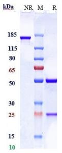 Anti-human PDCD1 / PD-1 / CD279 (Prolgolimab Biosimilar)