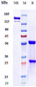 Anti-human PCSK9 (Evolocumab Biosimilar)
