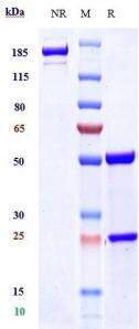 Anti-human Amyloid Beta (Lecanemab Biosimilar)