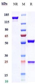 IL13 rHuz IgG4SPk mAb (Ref: Etokimab)