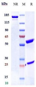 Anti-human TNFRSF12A / TWEAKR / CD266 (Enavatuzumab Biosimilar)
