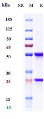 Anti-human PDCD1 / PD-1 / CD279 (Nofazinlimab Biosimilar)