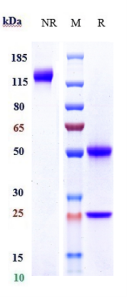 Anti-human DLL4 (Demcizumab Biosimilar)
