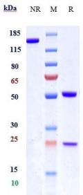 Anti-human IL-13Ra1 / CD213a1 (MK-6105 Biosimilar)