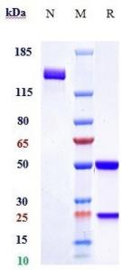 Anti-human PLA2G1B (Diaccurate patent Anti-sPLA2-GIB Biosimilar)