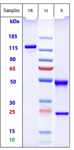 Anti-human ALP (Seagen Patent Anti-Alpp Biosimilar)