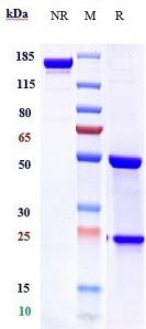 Anti-human TNFRSF10B / TRAILR2 / CD262 (Tigatuzumab Biosimilar)
