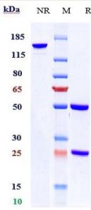 Anti-human EpCAM / TROP1 / CD326 (Citatuzumab Biosimilar)