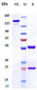 Anti-human IL-13 (Anrukinzumab Biosimilar)
