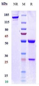 Anti-human IFNa1 (Rontalizumab Biosimilar)