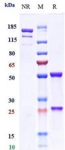 Anti-human CD3 (Otelixizumab Biosimilar)
