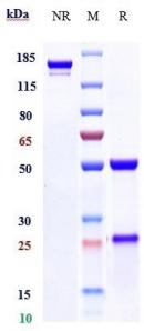 Anti-human SLC1A5 / ASCT2 (Idactamab Biosimilar)
