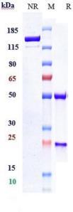 EGFR/ERBB1 rHuz IgG1k mAb (Ref: Depatuxizumab)