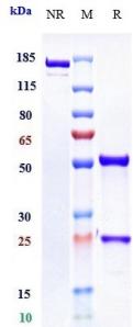 Anti-human F11 / Factor XI (Osocimab Biosimilar)
