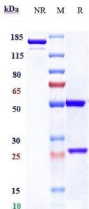 Anti-human TNFRSF8 / CD30 (Brentuximab Biosimilar)