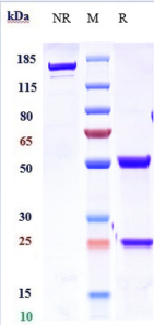 Anti-human IL-21 (Lilly patent Anti-IL-21 Biosimilar)