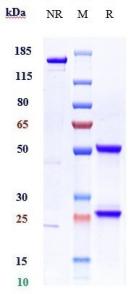 Anti-human MIF (Imalumab Biosimilar)