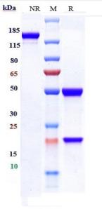 Anti-human FGFR1 / CD331 (Lilly patent Anti-FGFR-1 Biosimilar)