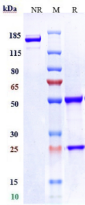 Anti-human LIV-1 / SLC39A6 (Ladiratuzumab vedotin Biosimilar)