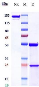 Anti-human FcRn C317(Rozanolixizumab Biosimilar)