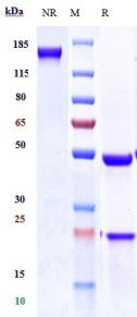 Anti-human NOTCH3 (Tarextumab Biosimilar)