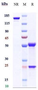 Anti-human PMEL (Genentech Anti-PMEL17 Biosimilar)