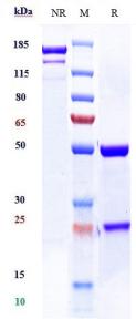 Anti-human CD59 ( Mellitus patent Anti-CD59 Biosimilar)