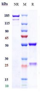 Anti-human CD28L / CD80 (Galiximab Biosimilar)