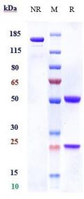 Anti-human CSF2Rb / CD131 (CSL311 Biosimilar)