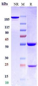 Anti-human Siglec-2 / CD22 (NCI m972 Biosimilar)
