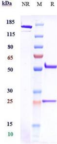 Anti-human CSF1R / M-CSFR / CD115 (Emactuzumab Biosimilar)