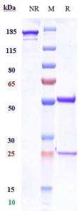 Anti-human CD3e (Foralumab Biosimilar)