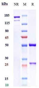 Anti-human B7-H1 / PD-L1 / CD274 (Avelumab Biosimilar)