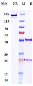 Anti-human CTLA-4 / CD152  (Zalifrelimab Biosimilar)