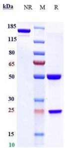 Anti-human TNFRSF7 / CD27 (Varlilumab Biosimilar)