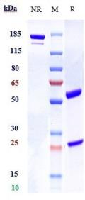 GFRAL rHuz IgG1k mAb (Ref: NGM120)