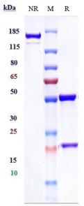 Anti-human TNFSF2 / TNFa (Infliximab Biosimilar)