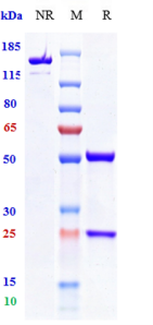 Anti-human TIGIT (Vibostolimab Biosimilar)