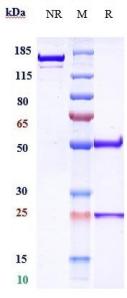 Anti-human CD20 (Ublituximab Biosimilar)