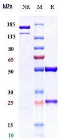 Anti-human CD38 (Mezagitamab Biosimilar)