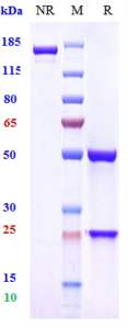 Anti-human TNFSF13 / APRIL / CD256 (Sibeprenlimab Biosimilar)