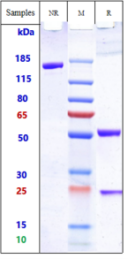 Anti-human TCR (TOL101 Biosimilar)