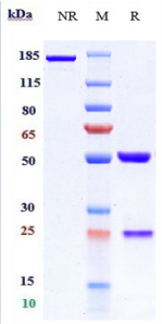 Anti-human TNFSF9 / 4-1BBL (Abbvie patent Anti-TNFSF9 Biosimilar)